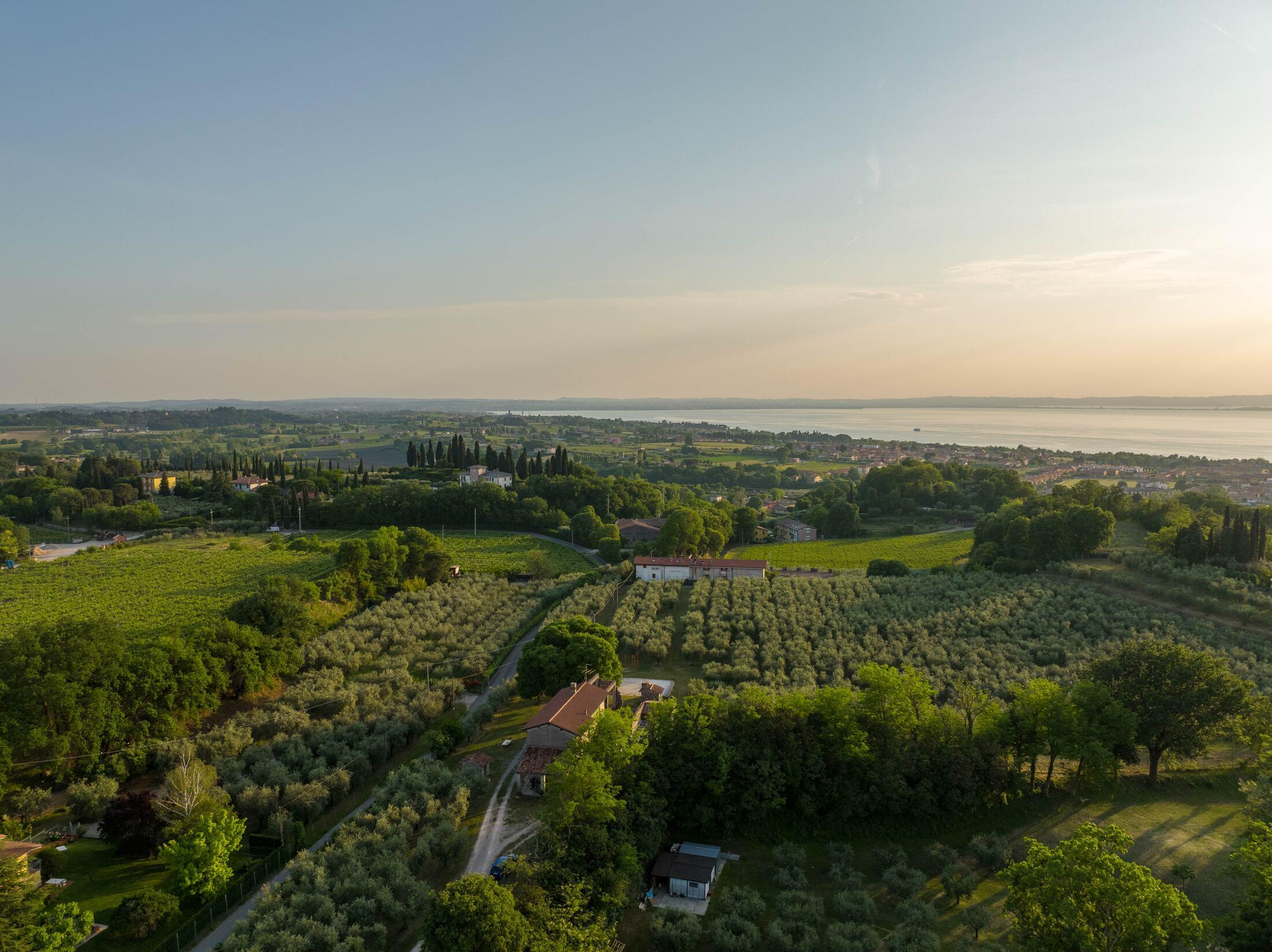 Luftaufnahme eines Olivenhains am Gardasee im Abendlicht